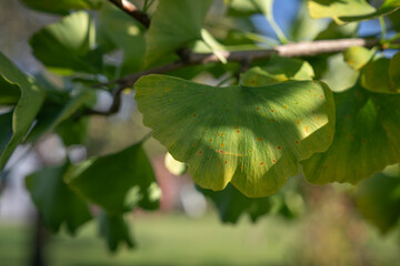 Small spots on ginkgo leaves on a tree twig.
