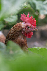 A domestic brown-feathered hen in a close-up of the head among green leaves.

