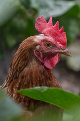 A domestic brown-feathered hen in a close-up of the head among green leaves.
