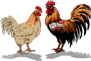 chicken, female chicken, chicks, Hen silhouette isolated on white background.chicken silhouette set.chicken family