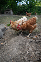 A brown older domestic hen in an outdoor free-range organic farm.

