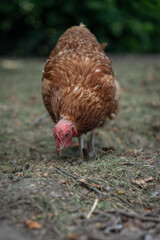 A brown older domestic hen in an outdoor free-range organic farm.
