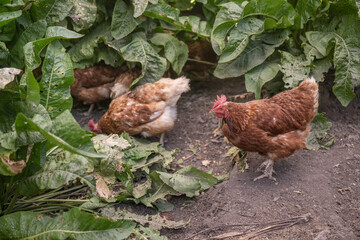 A brown older domestic hen in an outdoor free-range organic farm.
