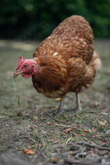 A brown older domestic hen in an outdoor free-range organic farm.

