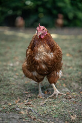 A brown older domestic hen in an outdoor free-range organic farm.
