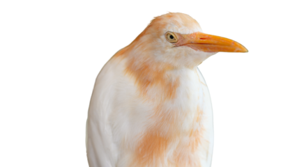 close up of a cattle egret during mating season