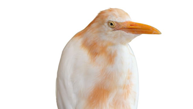 close up of a cattle egret during mating season