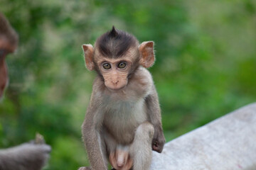 可愛いサル
