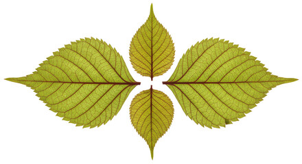 Symmetrical green leaves with distinct veins arranged in a star-like pattern, isolated on white background, perfect for nature projects