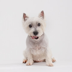 West Highland White Terrier