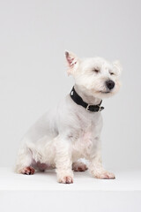 West Highland White Terrier