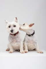 West Highland White Terrier