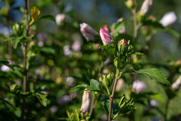 Pink hibiscus buds on a shrub.
