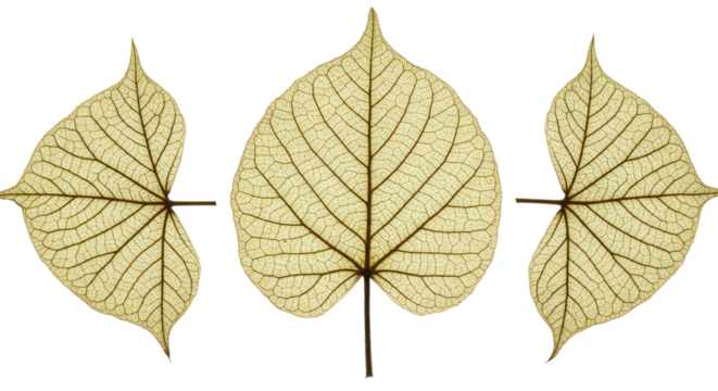 Three dried beige leaves isolated on white background with visible veins and delicate texture, perfect for nature, botanical, or autumn projects