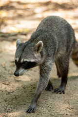 Close-up of a crab-eating raccoon (Procyon cancrivorus) searching for food in a tropical rainforest