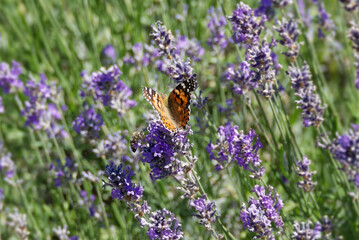 Painted Lady (Vanessa cardui) butterfly perched on lavender in Zurich, Switzerland