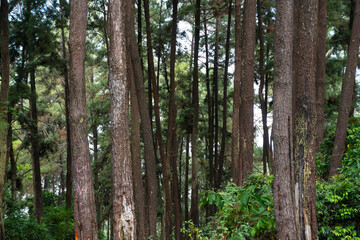 Fototapeta premium Dense Forest Canopy - A Serene View of Tall Trees.