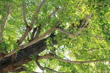 Old tree of gingko biloba with lush green leaves in summer bottom view. Bright foliage of gingko...