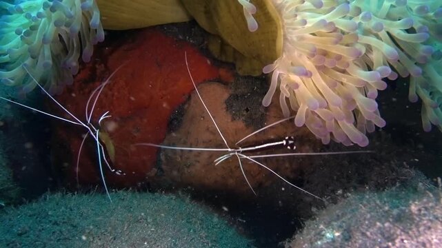 Cleaner Shrimps