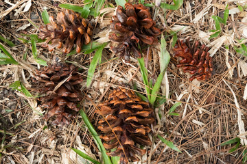 Pine cones scattered on the ground amidst grass and dry leaves.