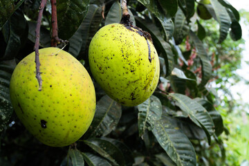 Two green mangoes hanging on a tree branch.