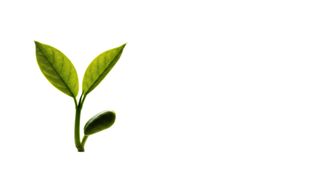 Young green plant sprout with two leaves isolated on white background, symbolizing growth and sustainability, perfect for eco-friendly content