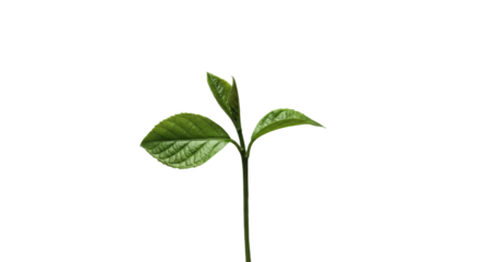 Young green plant seedling isolated on black background, symbol of growth and nature, perfect for environmental and ecological themes