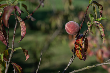 Ripening small peach fruits on a twig.
