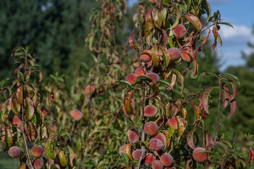 Ripening small peach fruits on a twig.
