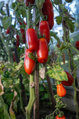 A red elongated rose apple on the plant.
