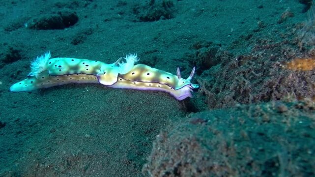 A Pair of Hypselodoris tryoni Nudibranchs
