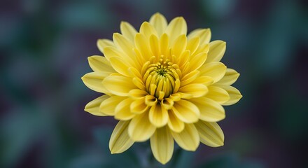 Vibrant yellow dahlia bloom isolated against a soft blurred background