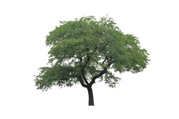 Obraz premium A lush, green tree with full foliage, isolated on a solid transparent background. background removed