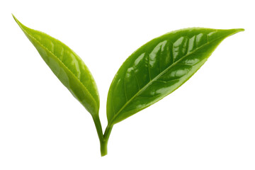 Two vibrant green tea leaves, freshly picked and isolated on a transparent background. background removed
