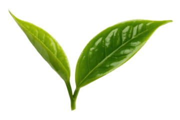 Two vibrant green tea leaves, freshly picked and isolated on a transparent background. background removed