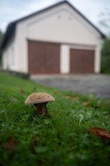 Edible mushroom with a bitten stem growing in a lawn outdoors near a family house in the background.
