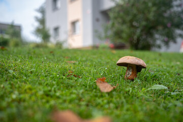 Edible mushroom with a bitten stem growing in a lawn outdoors near a family house in the background.
