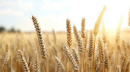Golden wheat field swaying gently in warm breeze under bright sun