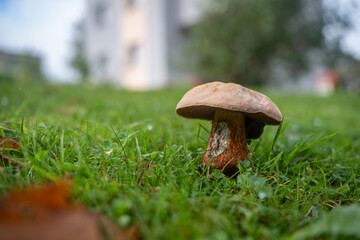 Edible mushroom with a bitten stem growing in a lawn outdoors near a family house in the background.
