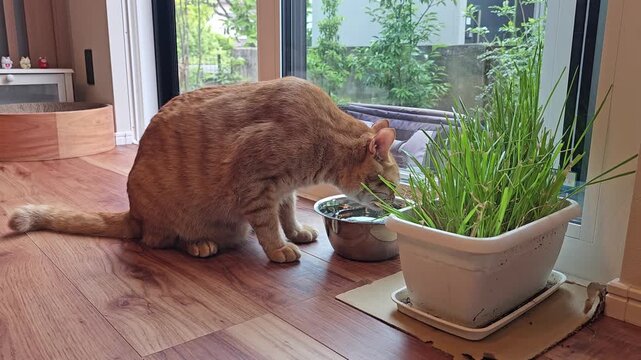 An orange cat sits calmly indoors, drinking water from a shiny metal bowl beside a pot of fresh cat grass. The warm natural light creates a peaceful and cozy moment of everyday feline life.
