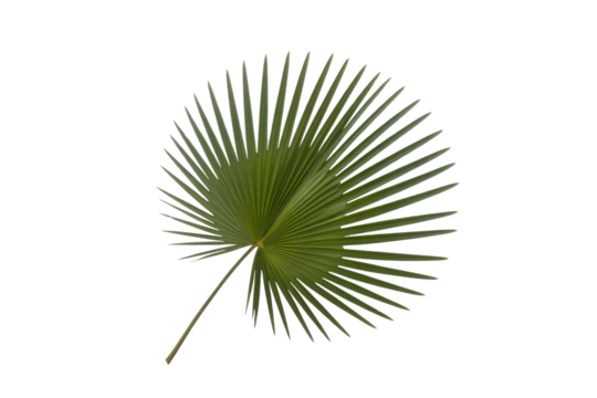 Single, isolated palm frond, vibrant green, transparent background, ideal for design elements. background removed - Powered by Adobe