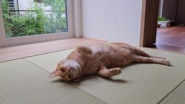 An orange cat playfully meows once before rolling onto its back on a tatami mat, stretching out with a relaxed and affectionate pose that captures a warm and charming moment of indoor feline comfort.
