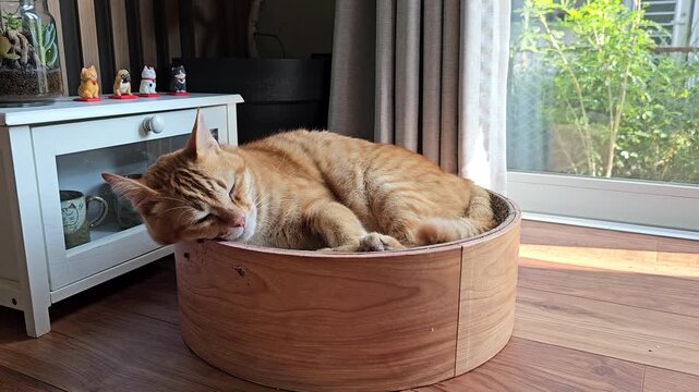 An orange cat rests comfortably in a round wooden bed near a window, basking in the soft daylight. Its relaxed posture and calm expression create a warm and peaceful indoor moment filled with cozy cha