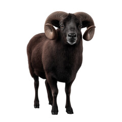 Naklejka premium Full body photograph of an Angus ram standing isolated on clean white background