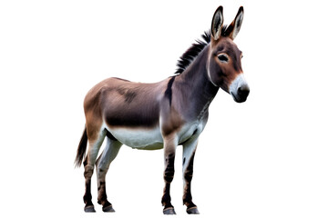 Obraz premium A brown and white kiang, a type of wild ass, stands on a transparent background. background removed