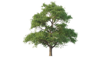 A lush, green deciduous tree isolated on a transparent background, perfect for design projects. background removed