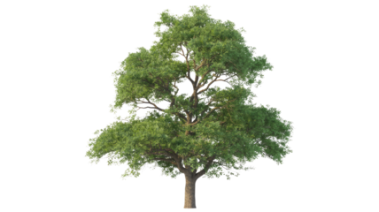 A lush, green deciduous tree isolated on a transparent background, perfect for design projects. background removed
