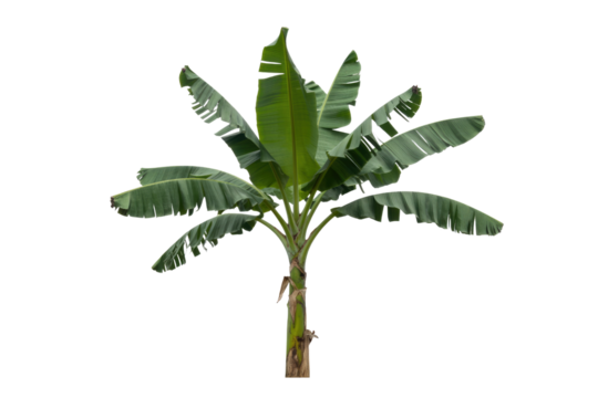 Isolated transparent PNG image of a banana tree with lush green leaves and a sturdy trunk. background removed - Powered by Adobe
