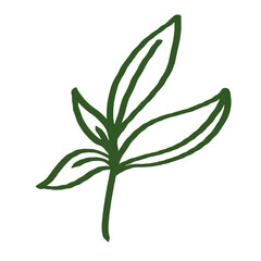 Beautiful Green Tea Leaf Line Art Illustration