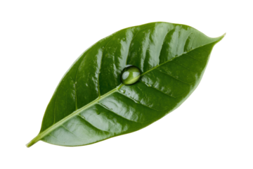 A single water droplet rests on a vibrant green leaf, showcasing nature's purity and freshness. background removed